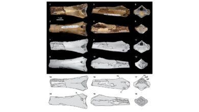 दुर्लभ pterosaur गर्दन की हड्डी की खोज 76 मिलियन साल पहले से मगरमच्छ के काटने को दर्शाती है