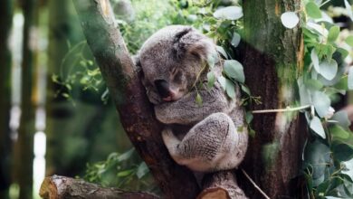 Marsupial Mole's Ivolutionary Mystery Solded: जेनेटिक स्टडी लिंक Bilbies और Bandicoots के लिए