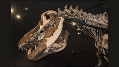 Tyrannosaurus Rex जीवाश्मों को निजी खरीदारों, अध्ययन के दावों द्वारा परेशान किया जा रहा है