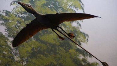 Pterosaur पूंछ ने एरोडायनामिक परिशुद्धता और प्रदर्शन अनुकूलन को संयुक्त किया, नए अध्ययन को प्रकट करें